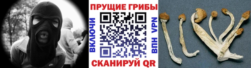 Галлюциногенные грибы Psilocybine cubensis Кунгур